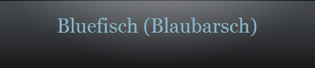 Bluefisch (Blaubarsch)