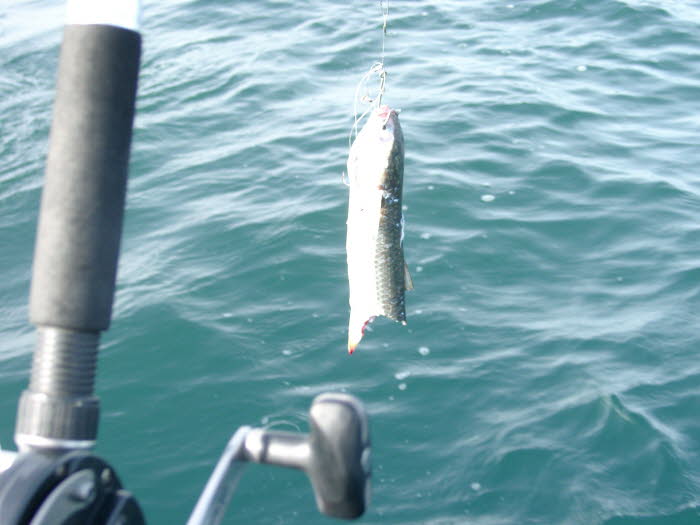 K�der nach Bluefisch-Biss